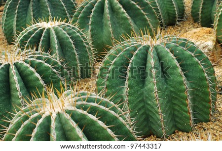Cactus desert background for design
