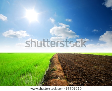 Soil Background mud puddle marsh well blue sky rice green grass