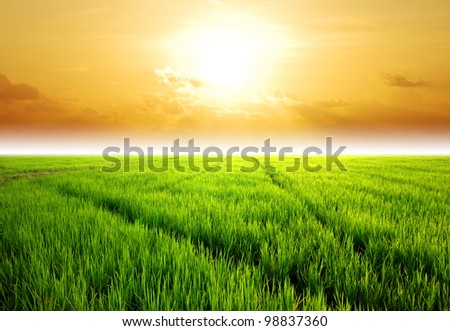 Rice field green grass blue sky cloud cloudy landscape background lawn sunset sunrise