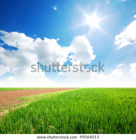 Soil Background mud puddle marsh well blue sky rice green grass