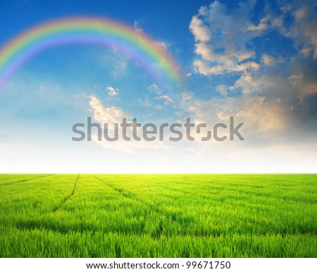 Rice field green grass blue sky cloud cloudy landscape background yellow rainbow lawn