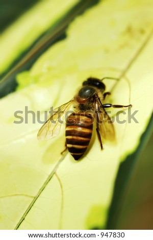 Macro shot of a bee perched on a leave. Seletive focus due to macro shot.