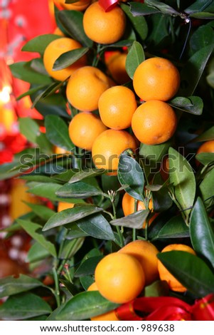 Chinese New Year Mandarin orange tree decoration with red lantern in the background. Intentional selective focus, narrow depth of field.