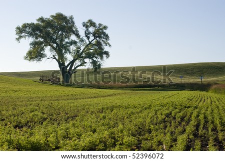 Field in Eastern Washington\'s Palouse Country between Colfax and Spokane
