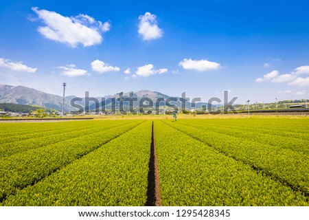 Tea plantation landscape in Yokkaichi, Japan