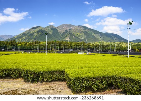 Tea plantation landscape in Yokkaichi, Japan.