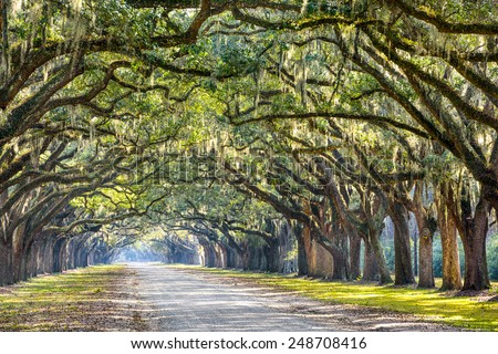 Savannah, Georgia, USA oak tree lined road at historic Wormsloe Plantation.