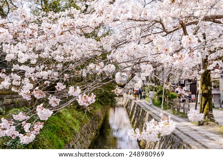 Kyoto, Japan at Philosopher\'s Walk in the Springtime.