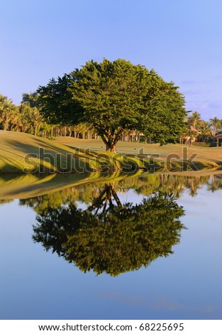 A tree and it\'s reflection in a pond