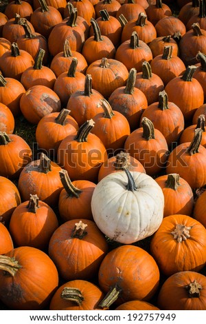 Pie pumpkins. White pumpkin in contrast with a group of orange ones