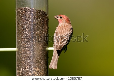 House Finch - Carpodacus mexicanus -  on Thistle Seed Bird Feeder