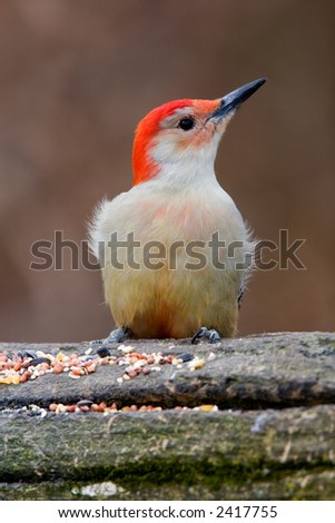 Red Bellied Woodpecker near a bird feeding station with bird seed - Melanerpes carolinus