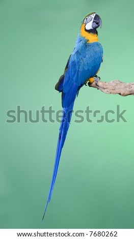 Blue and Gold Macaw portraits over a green background