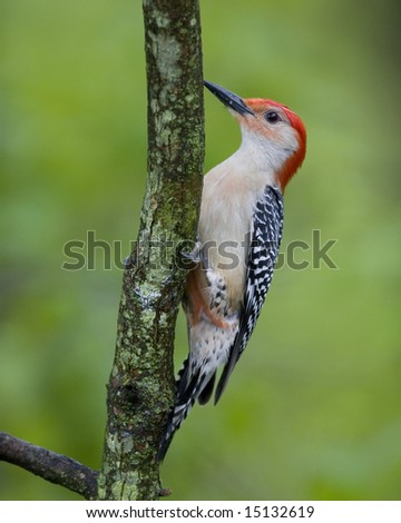 Red Bellied Woodpecker perched on a tree