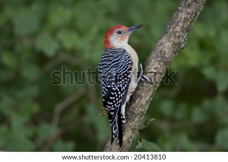 Red Bellied Woodpecker clinging on a tree branch