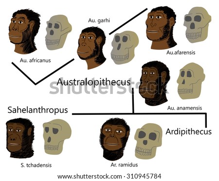 Human evolution Australopithecus