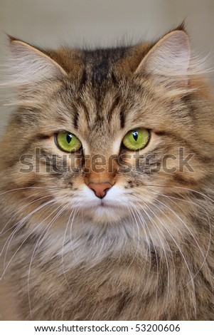 Cat with green eyes looking into distance