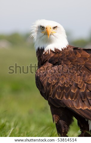 Beautiful eagle sitting in the grass looking into camera