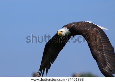 Beautiful Eagle Flying Against Blue Sky Beautiful Eagle Flying Against Blue Sky Stock Photo