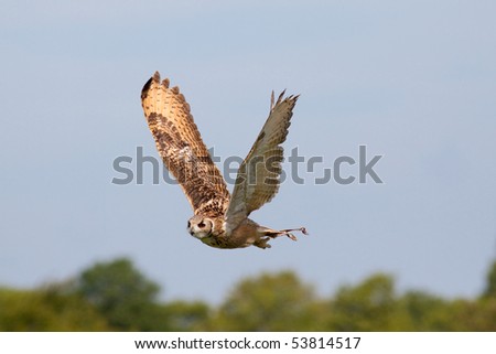 beautiful owl flying against blue sky stock photo 53814517