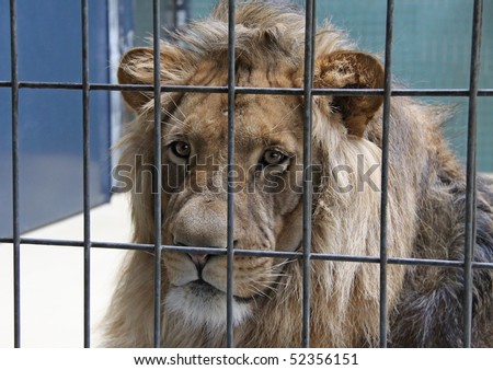 sad caged lion behind bars