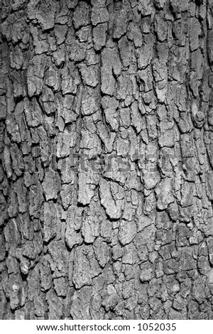 Dogwood+tree+bark