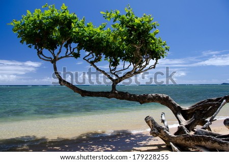 Beautiful  small heliotrope tree cast a shadow over water at Anini beach, North shore, Kauai