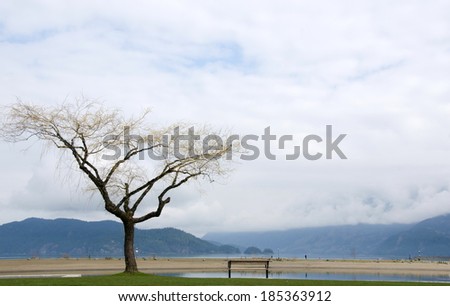 Isolated bench and willow facing Harrison lake