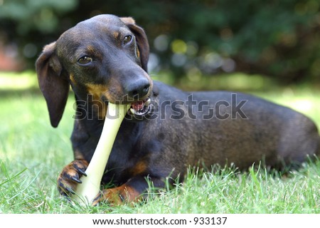 daschund dog biting a plastic bone.