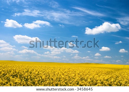 Field of flowering oilseed rapeseed, focus on the foreground.