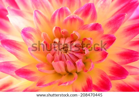 Beautiful pink dahlia fading to deep pink closeup with selective focus