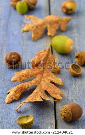 Acorns and dried Garry oak leaves on rustic blue wooden background for a Fall theme