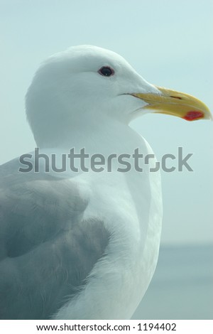 seagull side view