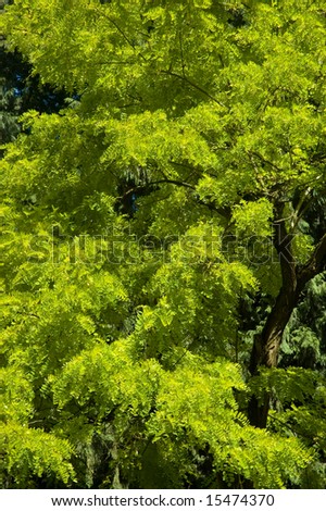 golden locust tree
