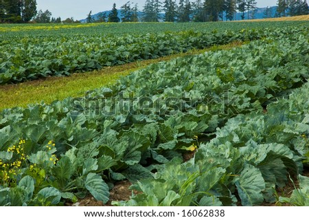 Field of cabbages grown for commercial market