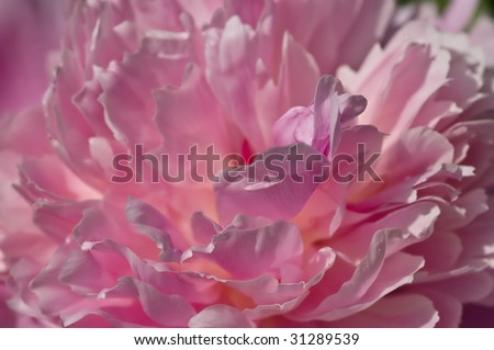 Shades and layers of delicious pink petals on summer blooming peony flower