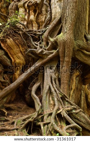 The tangled roots of an ancient Sitka Spruce tree in the Hoh Rain Forest, Olympic National Park, Washington
