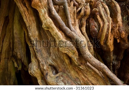 The weathered roots of an ancient Sitka Spruce tree in the Hoh Rain Forest, Olympic National Park, Washington