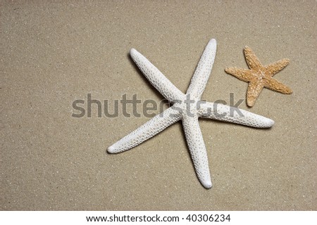 Dried white finger starfish and tan starfish on pale golden sand
