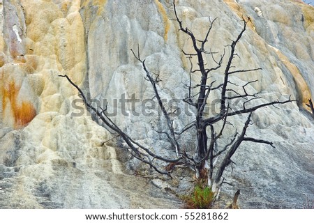 Subtle colors of travertine created by mineral waters at Yellowstone National Park, with dead tree