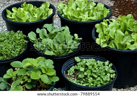 Salad greens, herbs and vegetables grown in large black pots make for a small, manageable, portable garden