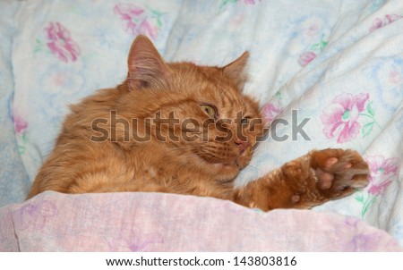 Red cat sleeping in a crib, a man on a bed having covered with a blanket