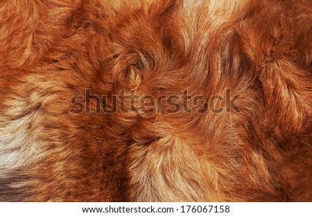 Dog fur close-up. bright-red, yellow, gray, white color.