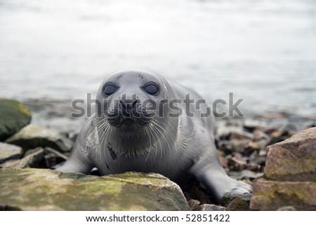 Belek baby harp seal Pagophilus groenlandicus in the White Sea, Gulf Kandalakshskom
