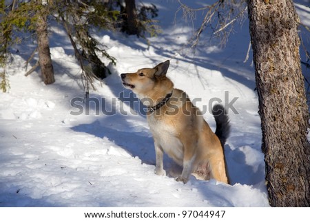 Hunting dog on a Bear Hunt