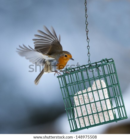 Robin (Erithacus Rubella) On A Bird Feeder