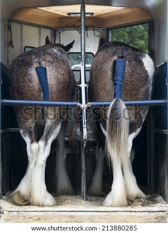 Two Clydesdale Horses In A Horse Trailer at Perth Show 2014, Perthshire, Scotland.
