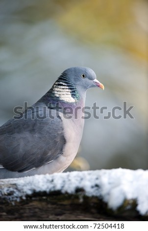 A Wood Pigeon Perching On A Snow Covered Branch