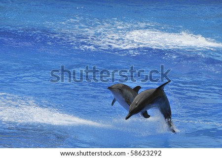 Two Dolphins jumping out of the water