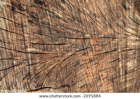 pattern of grain in a slice of wood